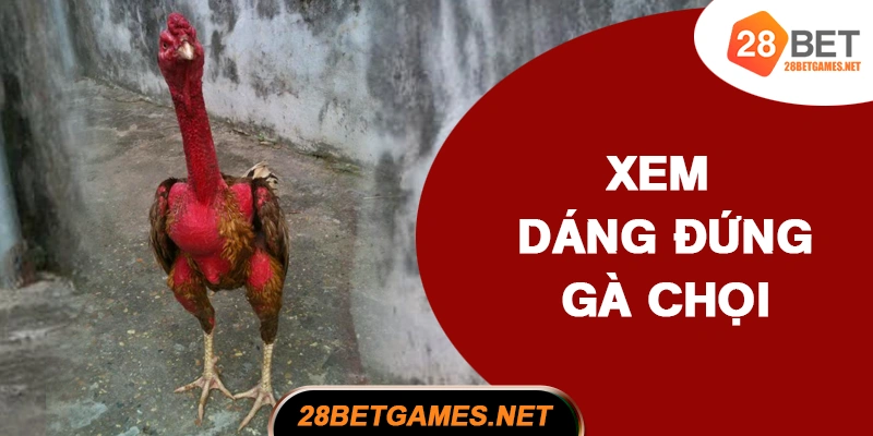 Cách xem dáng đứng và tiếng gáy Cách xem dáng đứng và tiếng gáy