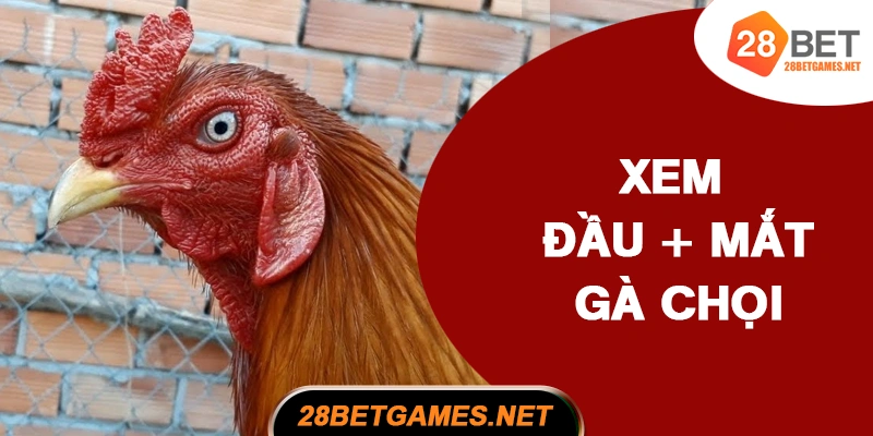 Cách xem đầu và mắt gà chọi Cách xem đầu và mắt gà chọi