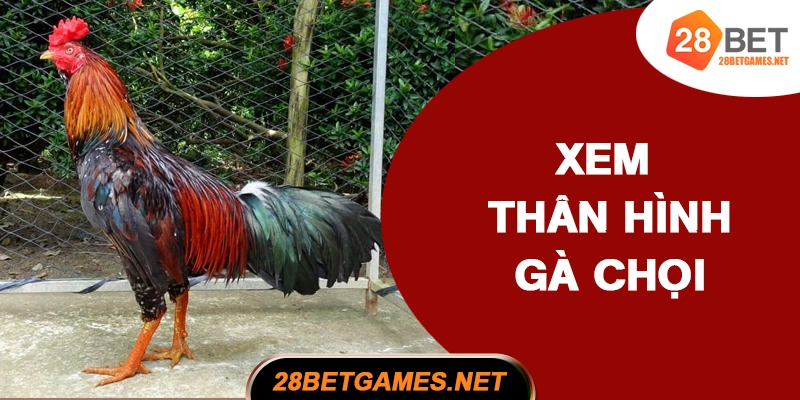 Cách xem thân hình gà chọi Cách xem thân hình gà chọi